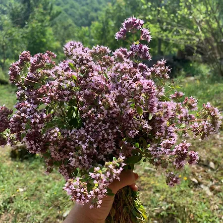 Motina River Гостевой дом